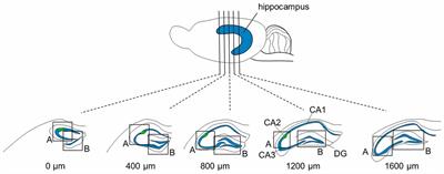 Juvenile Hippocampal CA2 Region Expresses Aggrecan